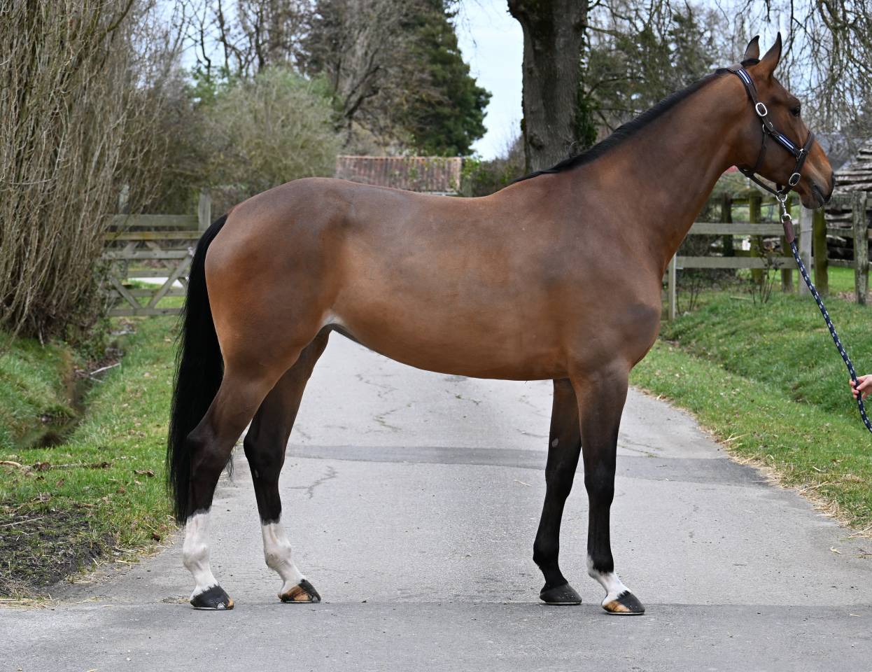 Mare Origin Recorded For sale 2020 Bay