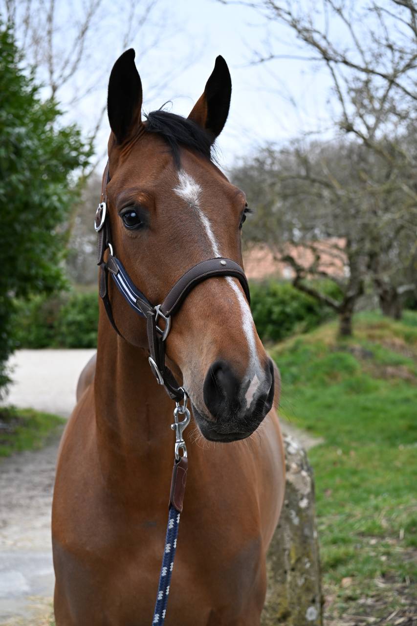 Mare Origin Recorded For sale 2020 Bay