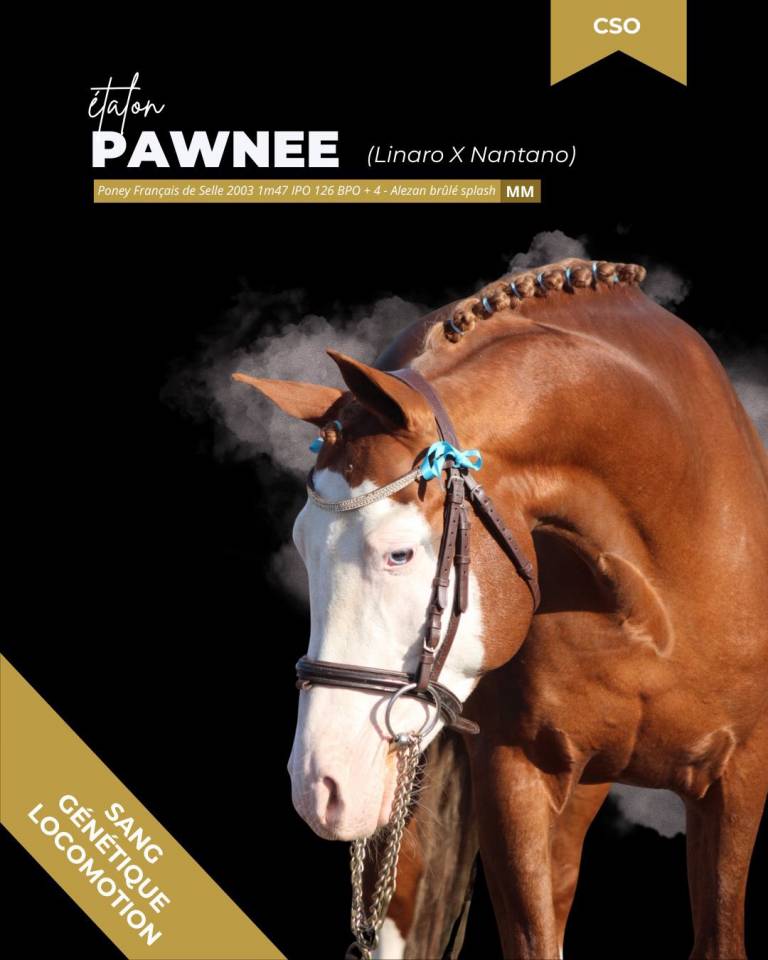 thunder gesmeray zeke don kichot pawnee  - Selle Fran&ccedil;ais 2010