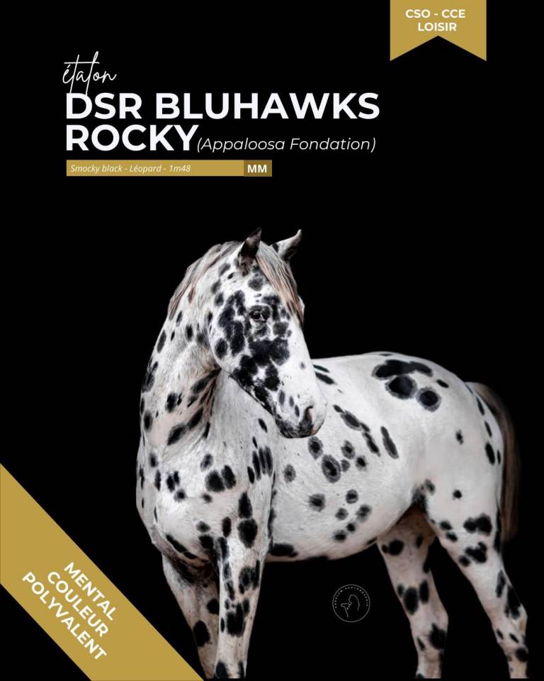 thunder gesmeray zeke don kichot pawnee  - Selle Fran&ccedil;ais 2010