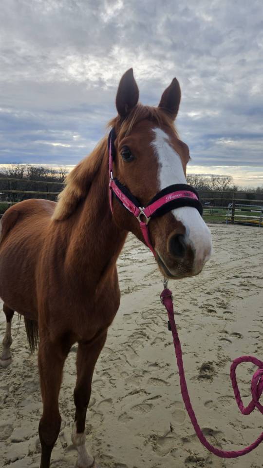Entire Selle Fran&ccedil;ais For sale 2022 Chesnut
