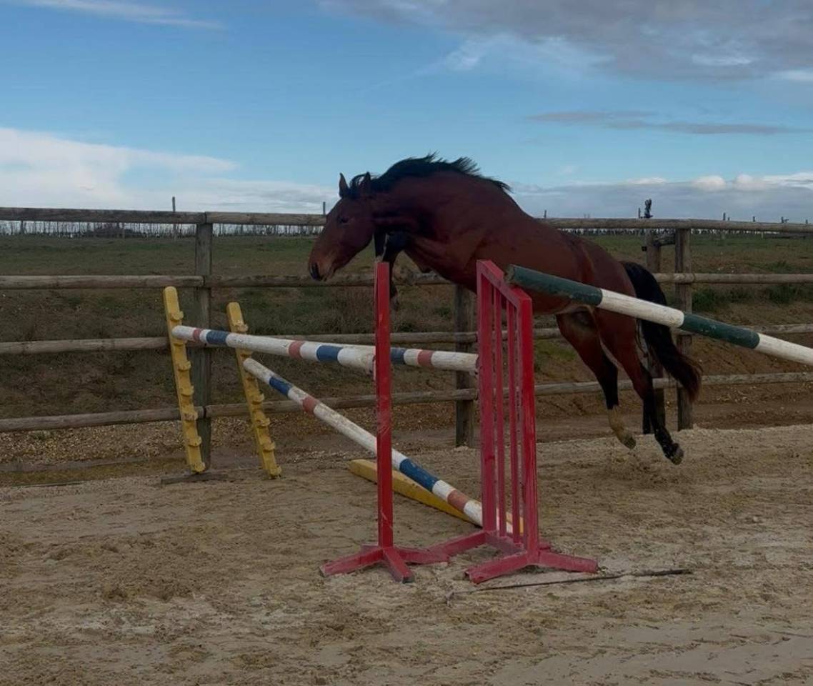 Entire Selle Fran&ccedil;ais For sale 2023 Bay