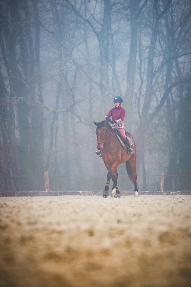 Gelding Selle Fran&ccedil;ais For sale 2012 Bay