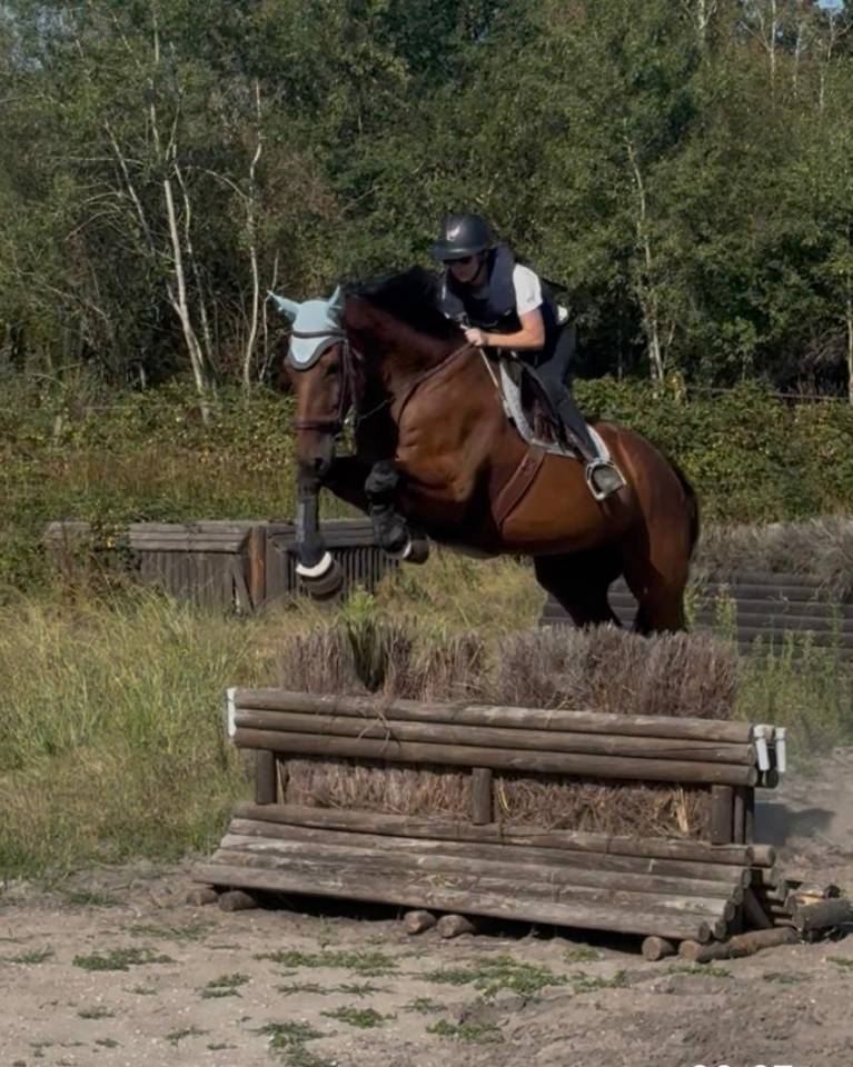 Gelding Selle Fran&ccedil;ais For sale 2012 Bay