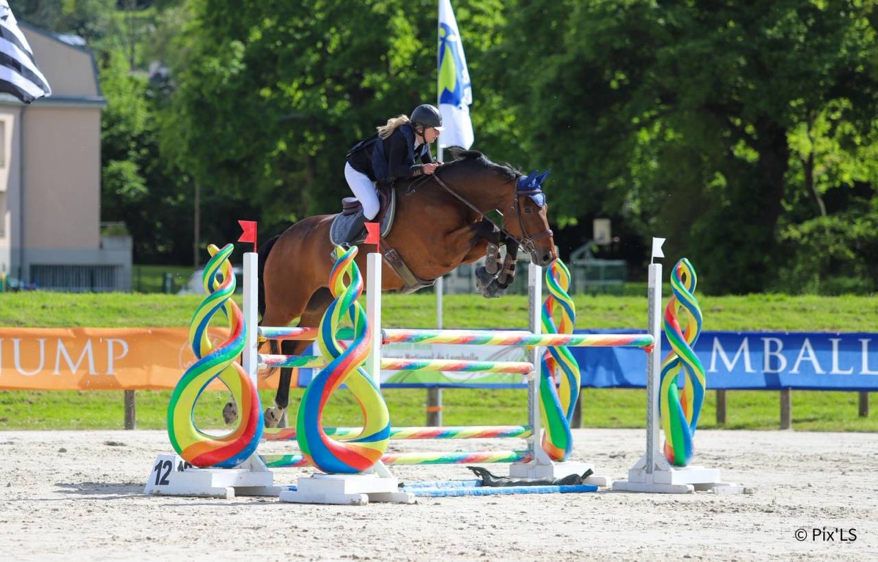 Gelding Selle Fran&ccedil;ais For sale 2012 Bay