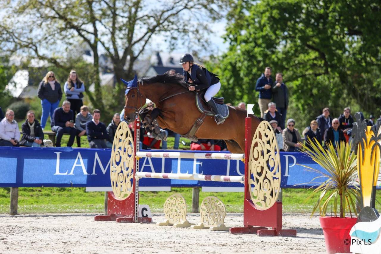 Gelding Selle Fran&ccedil;ais For sale 2012 Bay