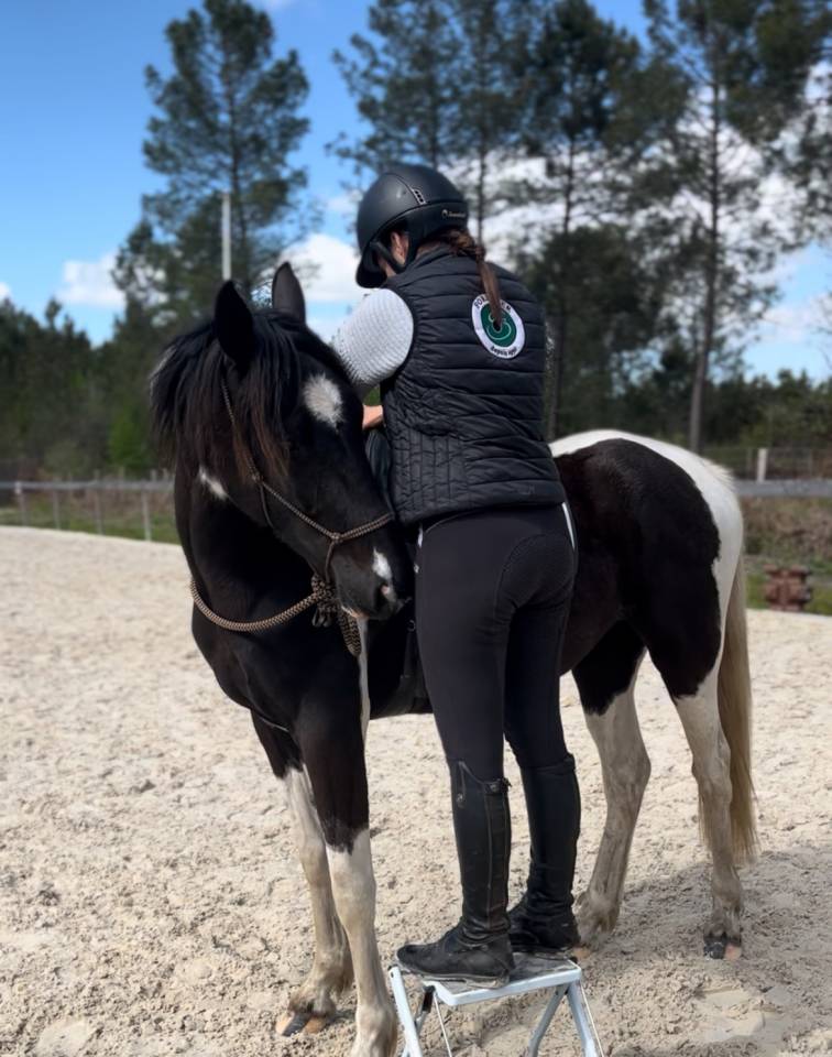 Mare AES Anglo European Studbook For sale 2022 Coloured