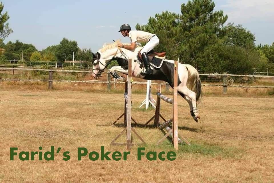 Mare AES Anglo European Studbook For sale 2022 Coloured