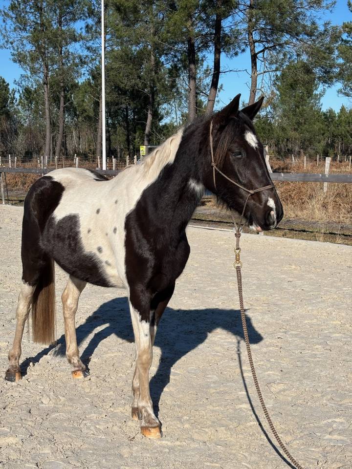 Mare AES Anglo European Studbook For sale 2022 Coloured