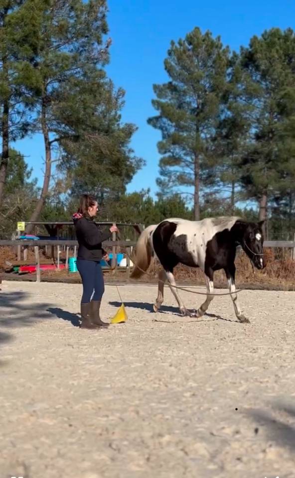 Mare AES Anglo European Studbook For sale 2022 Coloured