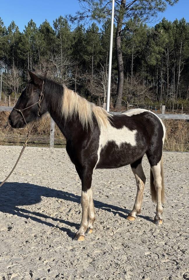 Mare AES Anglo European Studbook For sale 2022 Coloured