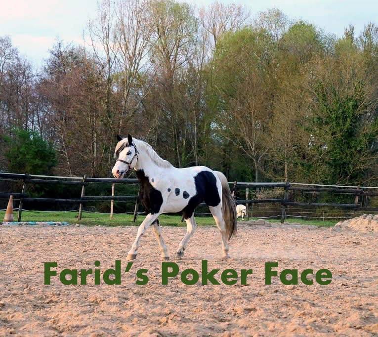 Mare AES Anglo European Studbook For sale 2022 Coloured