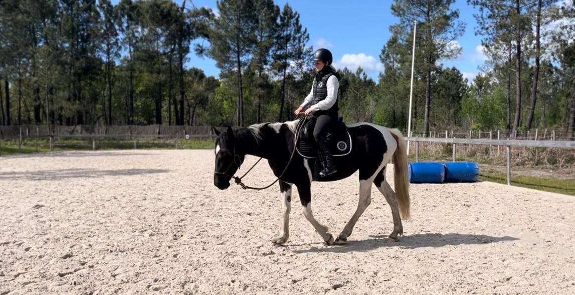 Mare AES Anglo European Studbook For sale 2022 Coloured