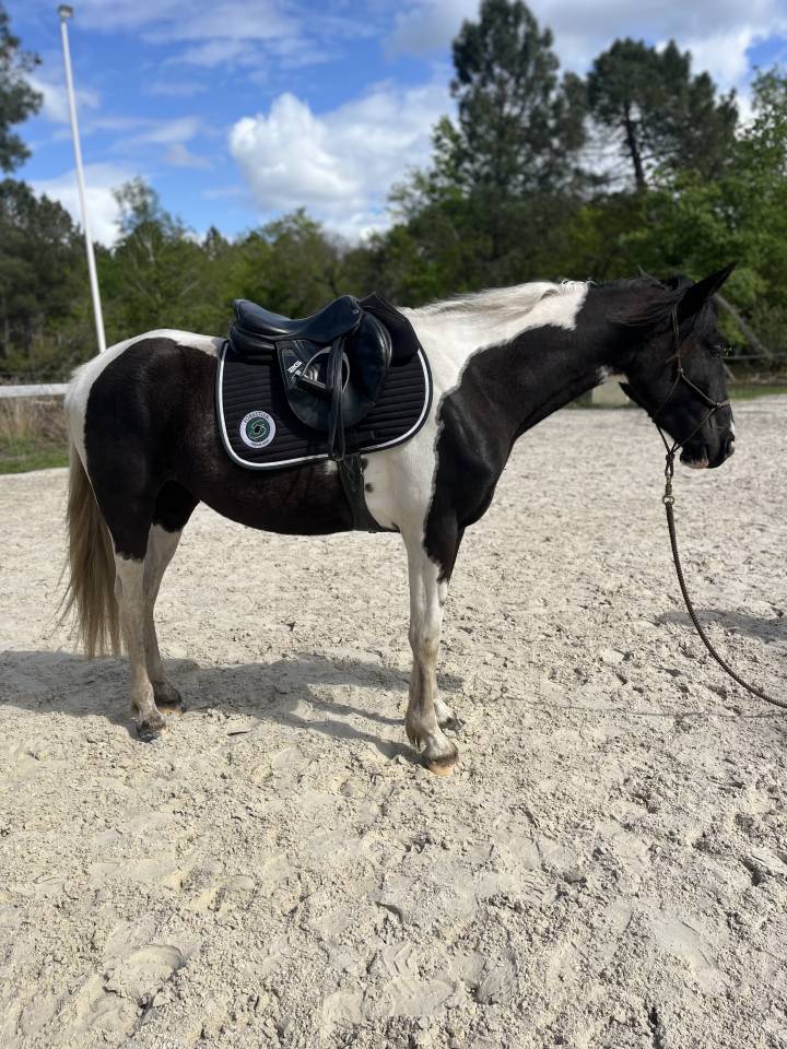 Mare AES Anglo European Studbook For sale 2022 Coloured