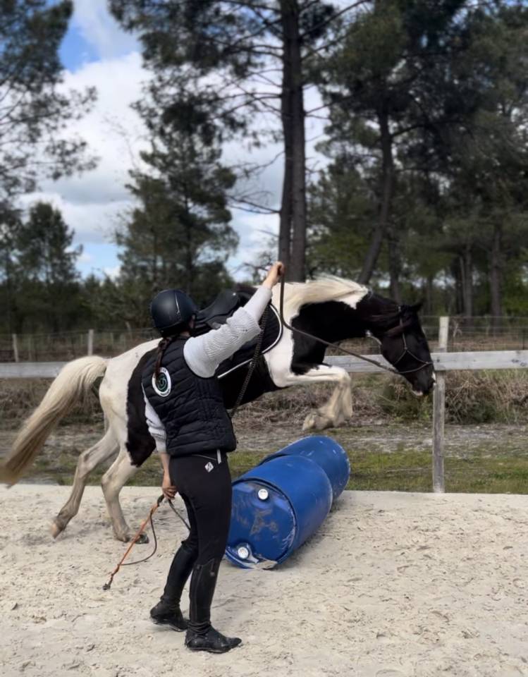 Mare AES Anglo European Studbook For sale 2022 Coloured