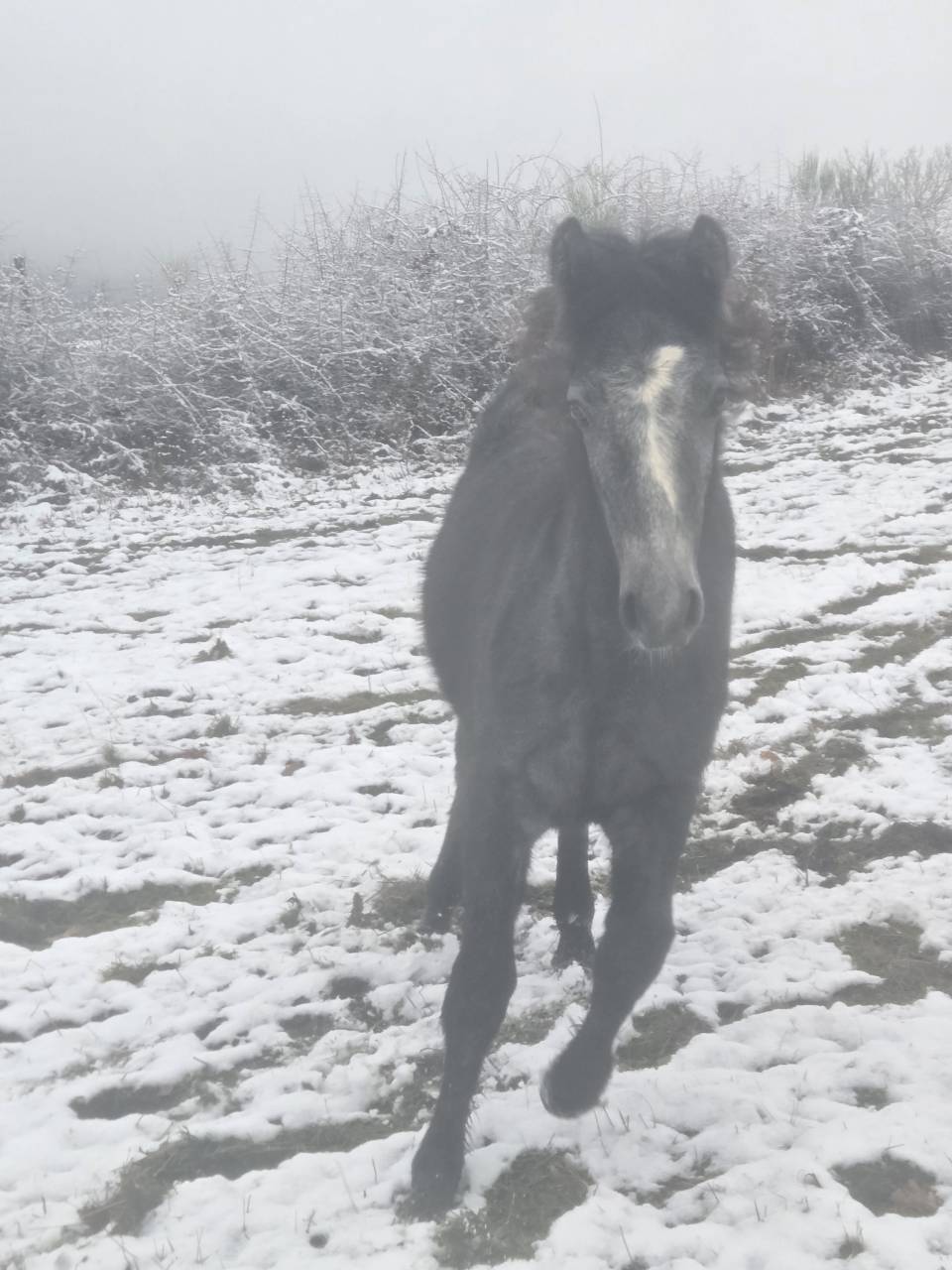 Entire Connemara For sale 2025 Black