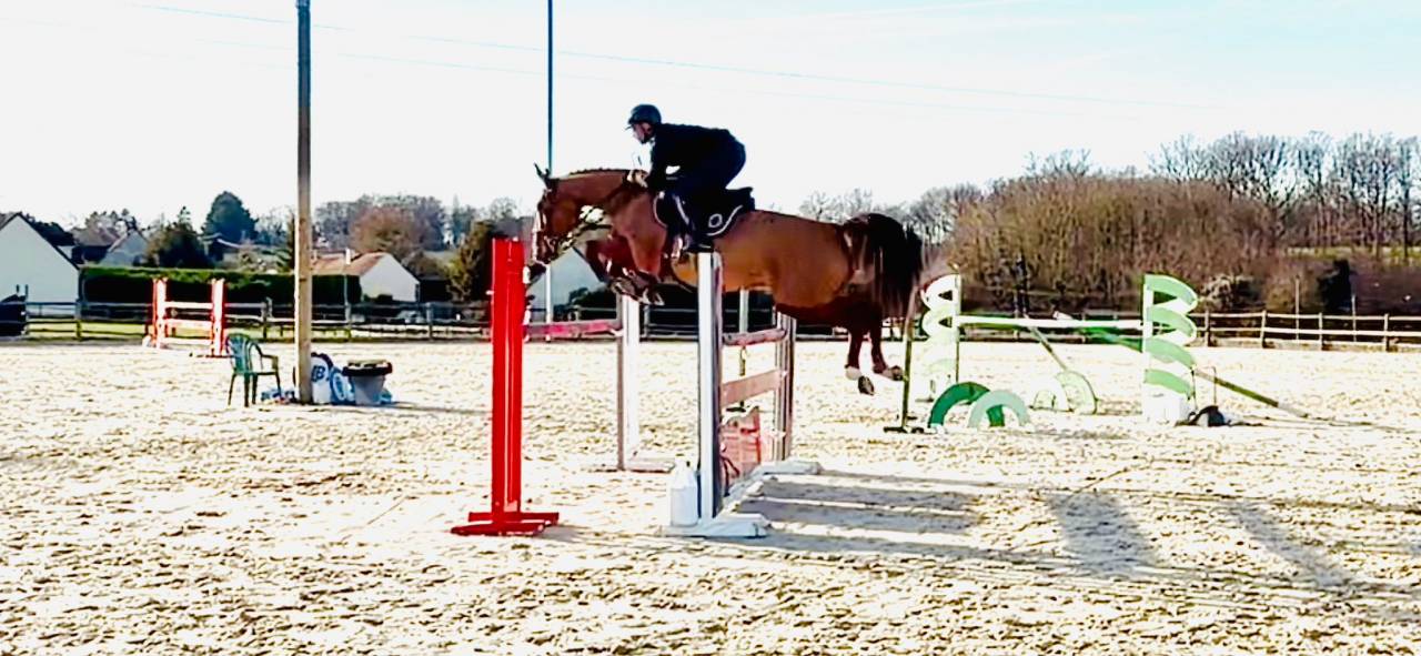 Mare Selle Fran&ccedil;ais For sale 2019 Chesnut