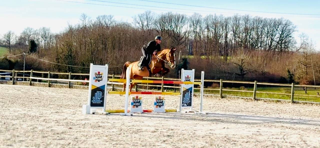 Mare Selle Fran&ccedil;ais For sale 2019 Chesnut