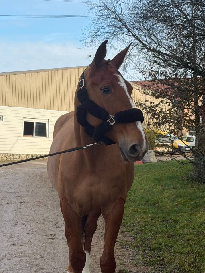 Mare Selle Fran&ccedil;ais For sale 2019 Chesnut