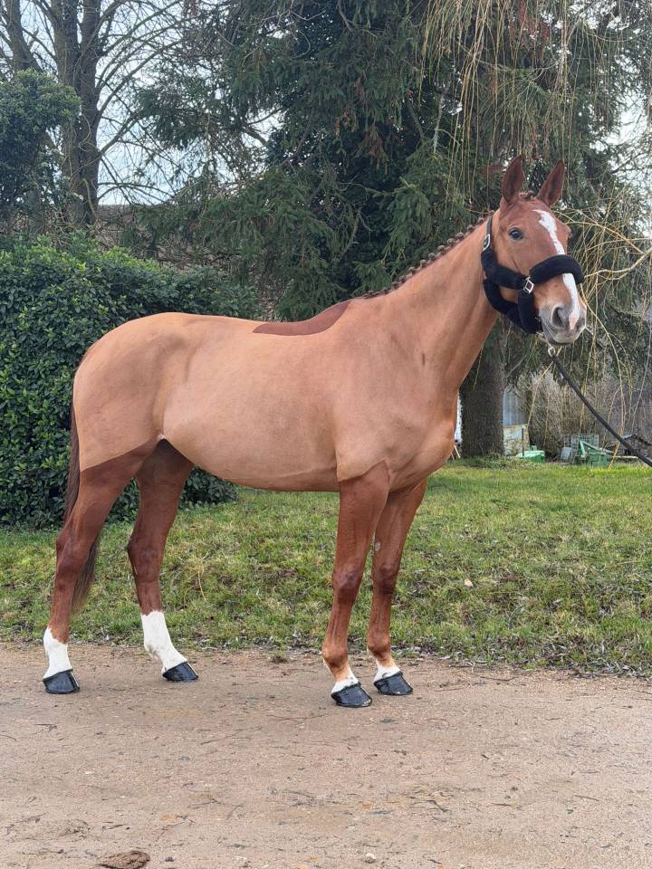 Mare Selle Fran&ccedil;ais For sale 2019 Chesnut