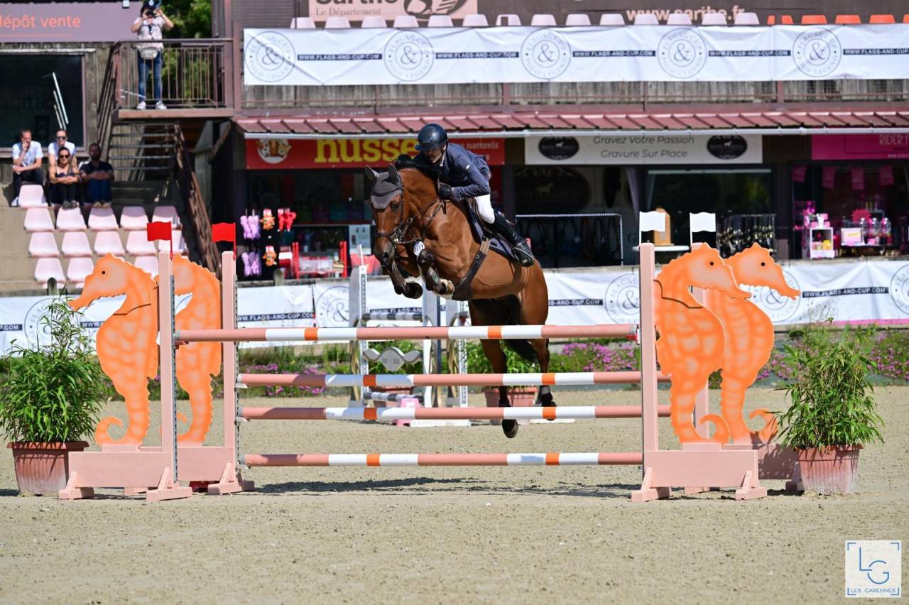 Gelding sBs Belgian Warmblood For sale 2016 Bay