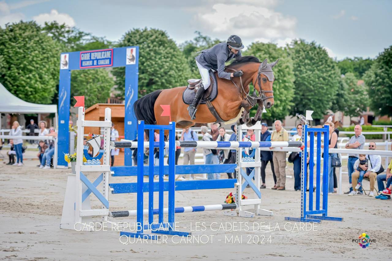 Gelding sBs Belgian Warmblood For sale 2016 Bay