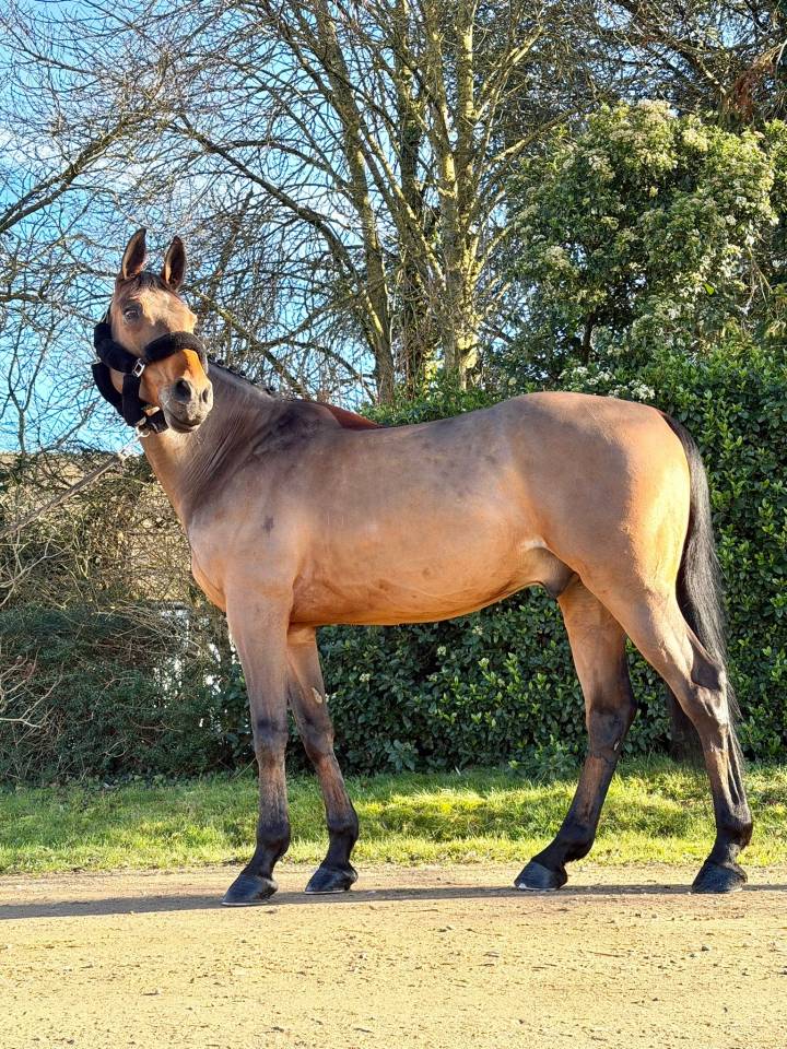 Gelding sBs Belgian Warmblood For sale 2016 Bay