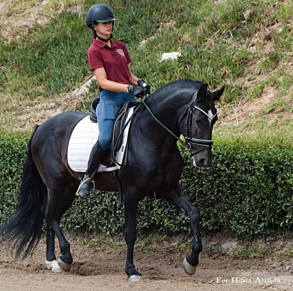 Gelding PRE Pure Spanish Bred For sale 2015 Black