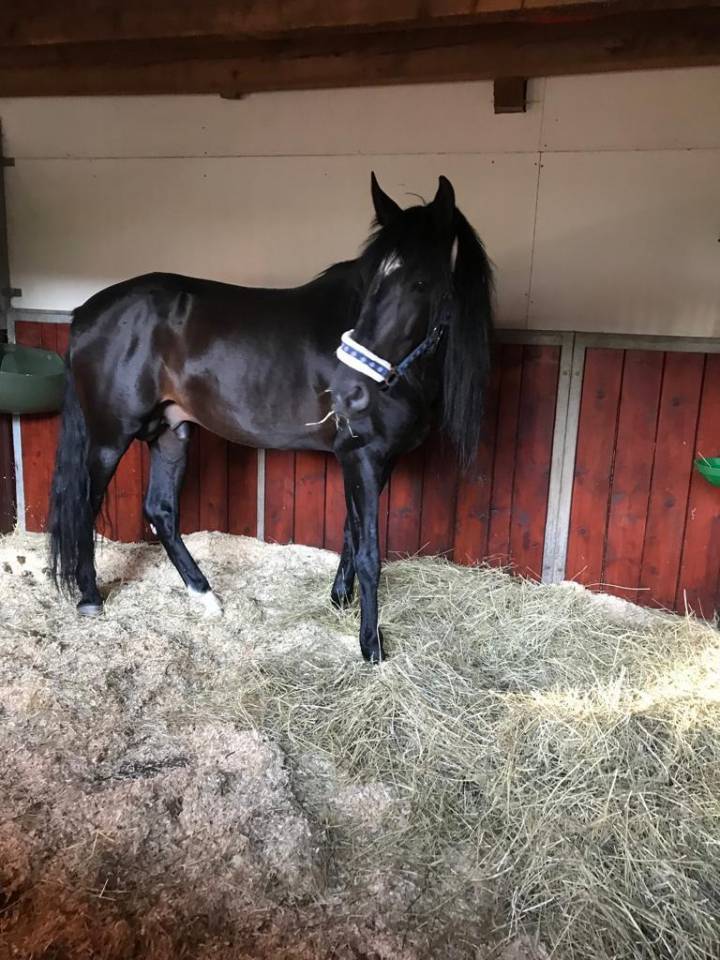 Gelding PRE Pure Spanish Bred For sale 2015 Black