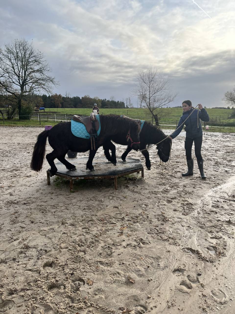 Gelding Shetland Pony For sale 2022 Dark Bay