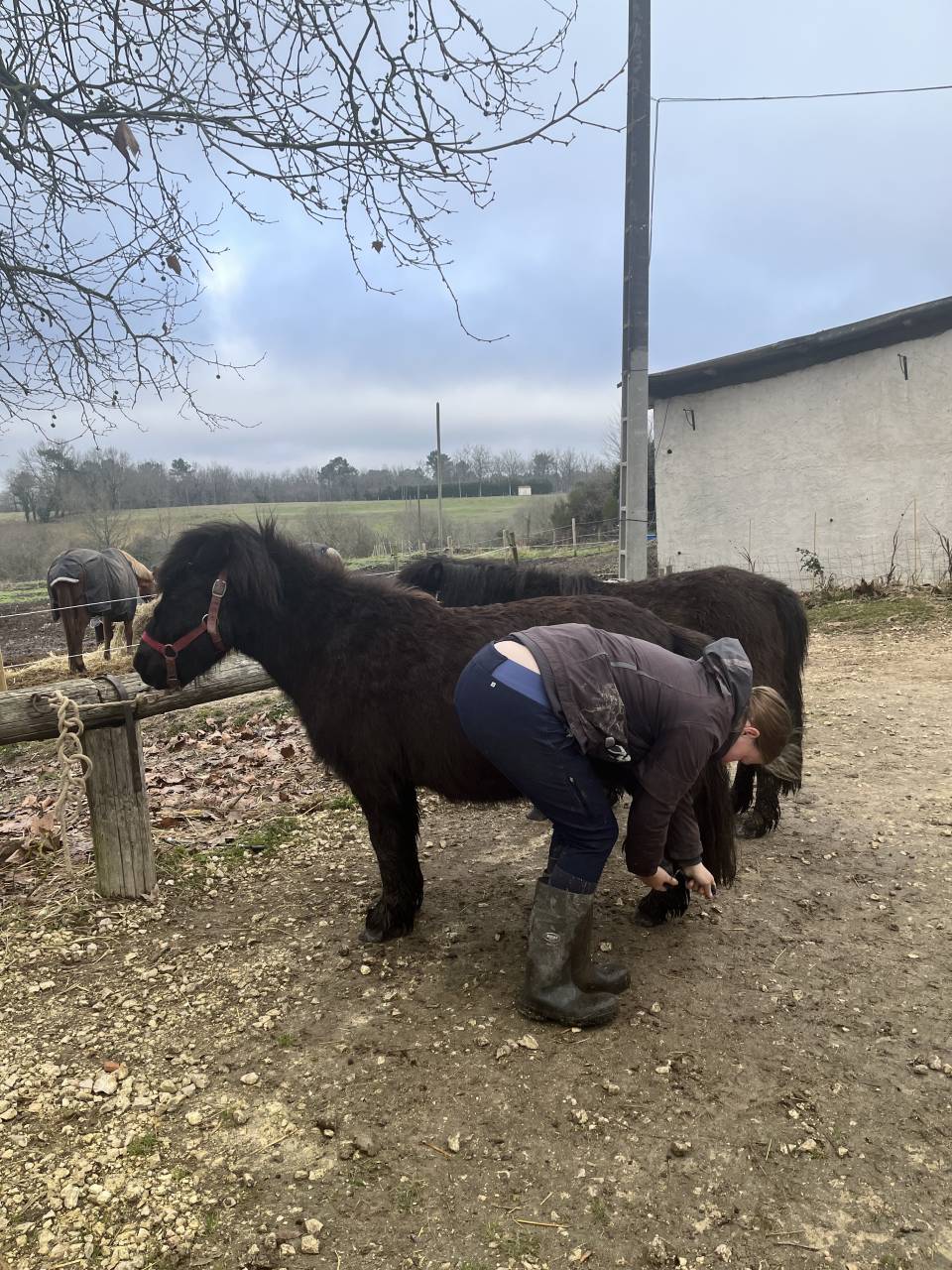Gelding Shetland Pony For sale 2022 Dark Bay