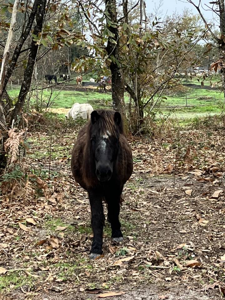 Gelding Shetland Pony For sale 2022 Dark Bay
