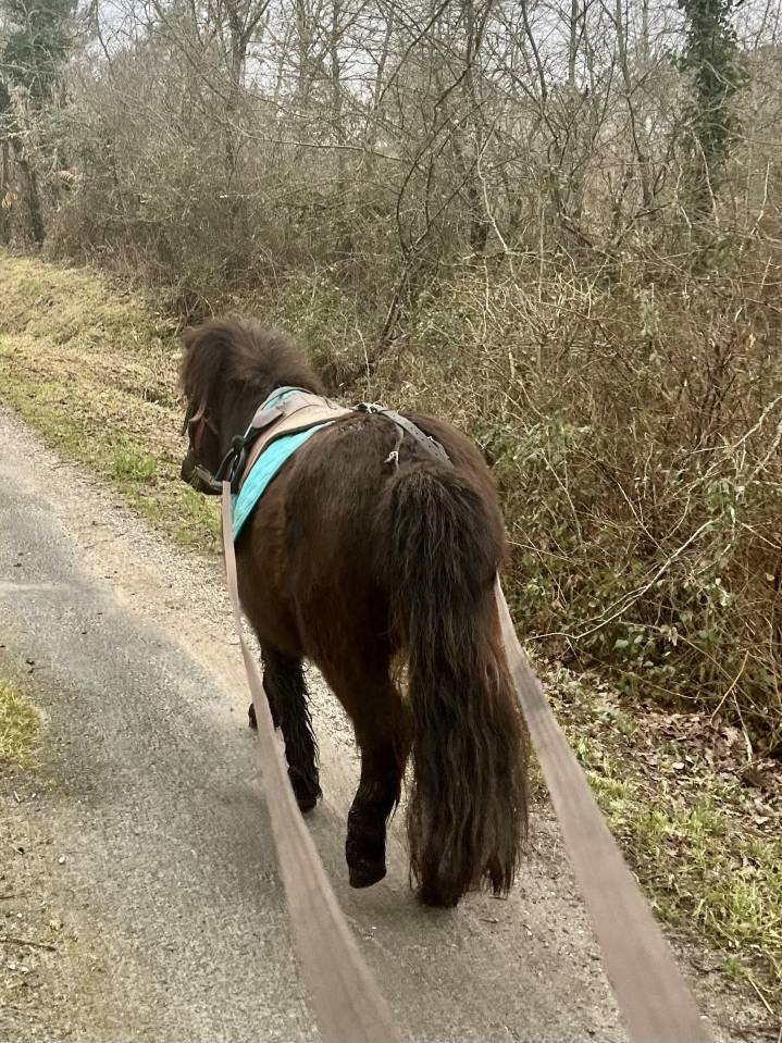 Gelding Shetland Pony For sale 2022 Dark Bay