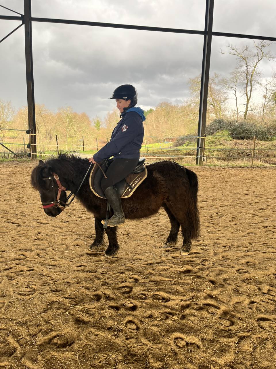Gelding Shetland Pony For sale 2022 Dark Bay