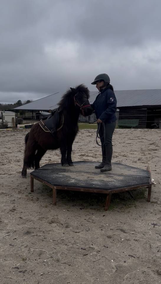 Gelding Shetland Pony For sale 2022 Dark Bay