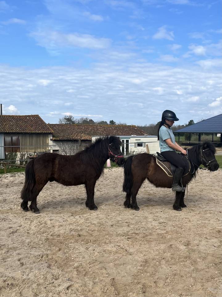 Gelding Shetland Pony For sale 2022 Dark Bay