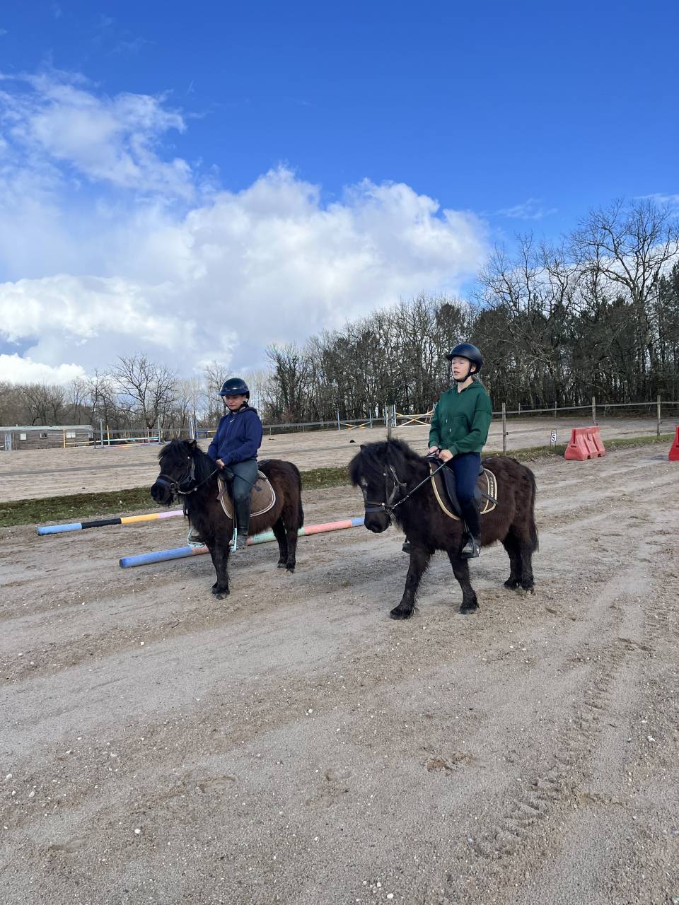 Gelding Shetland Pony For sale 2022 Dark Bay