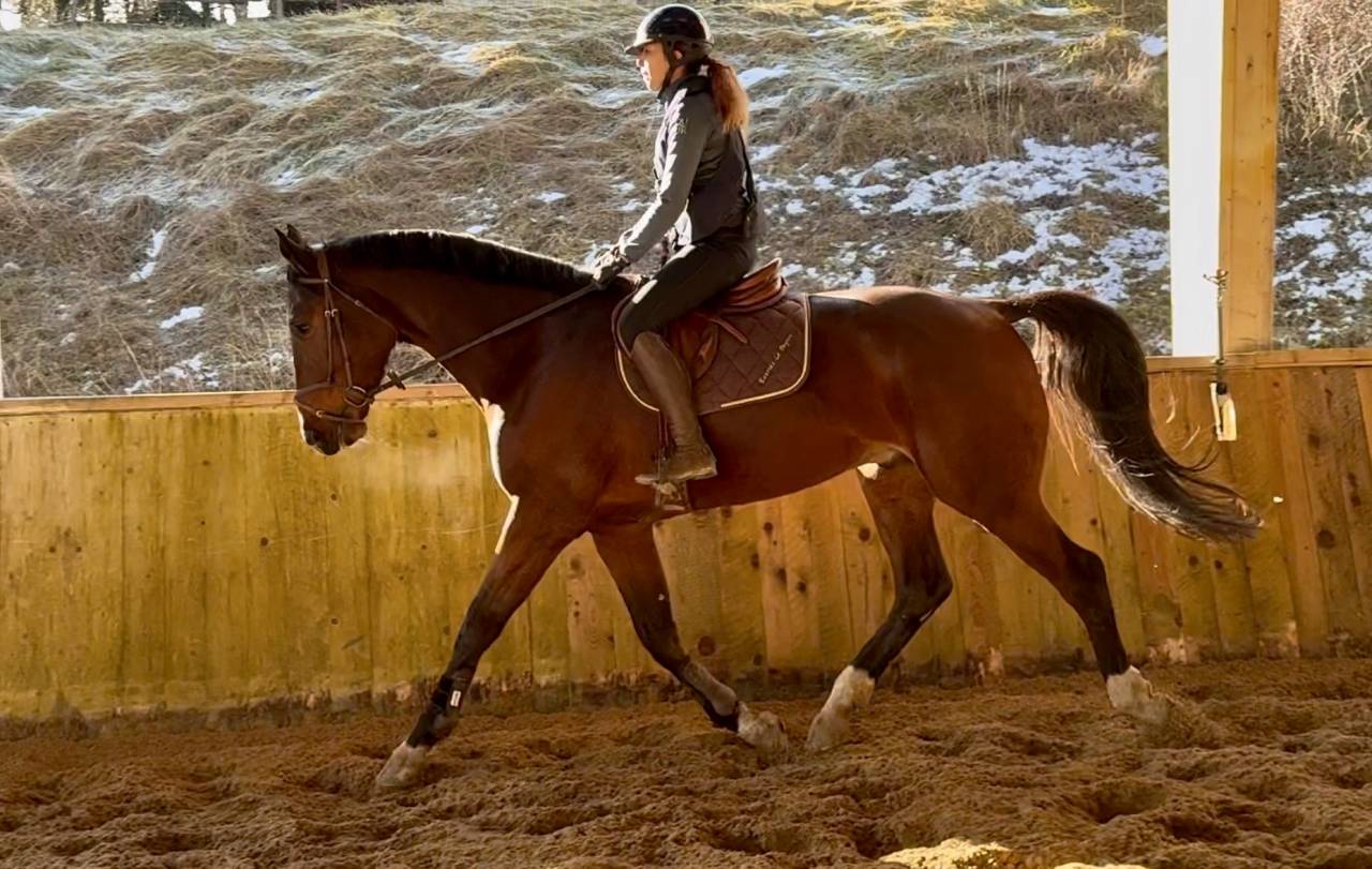 Gelding Selle Fran&ccedil;ais For sale 2021 Bay