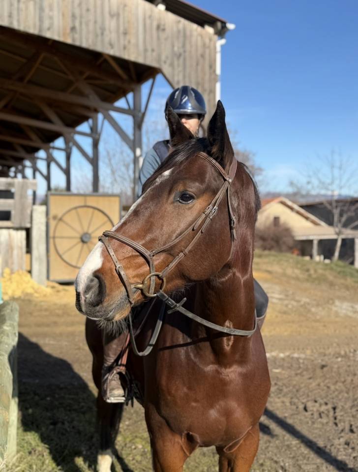 Gelding Selle Fran&ccedil;ais For sale 2021 Bay