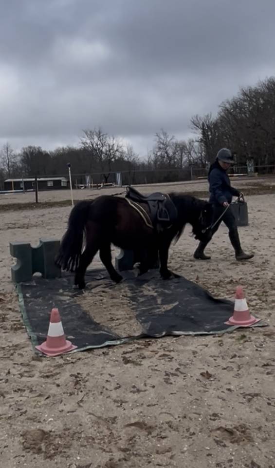Filly Shetland Pony For sale 2023 Dark Bay