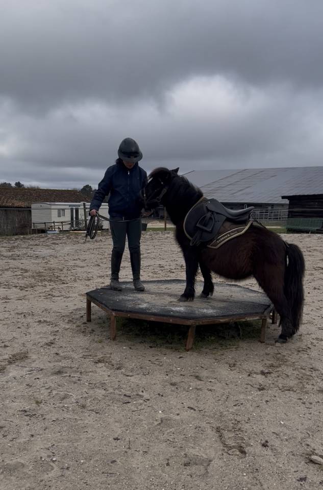 Filly Shetland Pony For sale 2023 Dark Bay