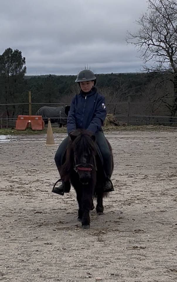 Filly Shetland Pony For sale 2023 Dark Bay