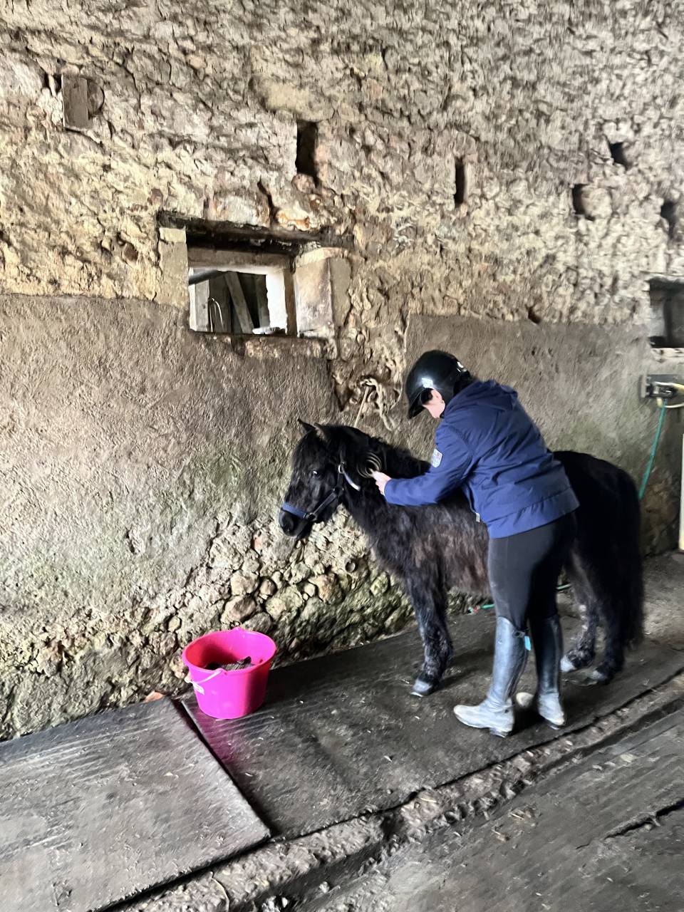 Filly Shetland Pony For sale 2023 Dark Bay