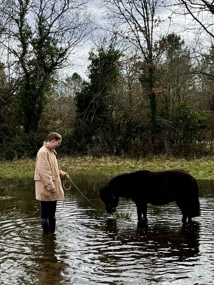 Filly Shetland Pony For sale 2023 Dark Bay