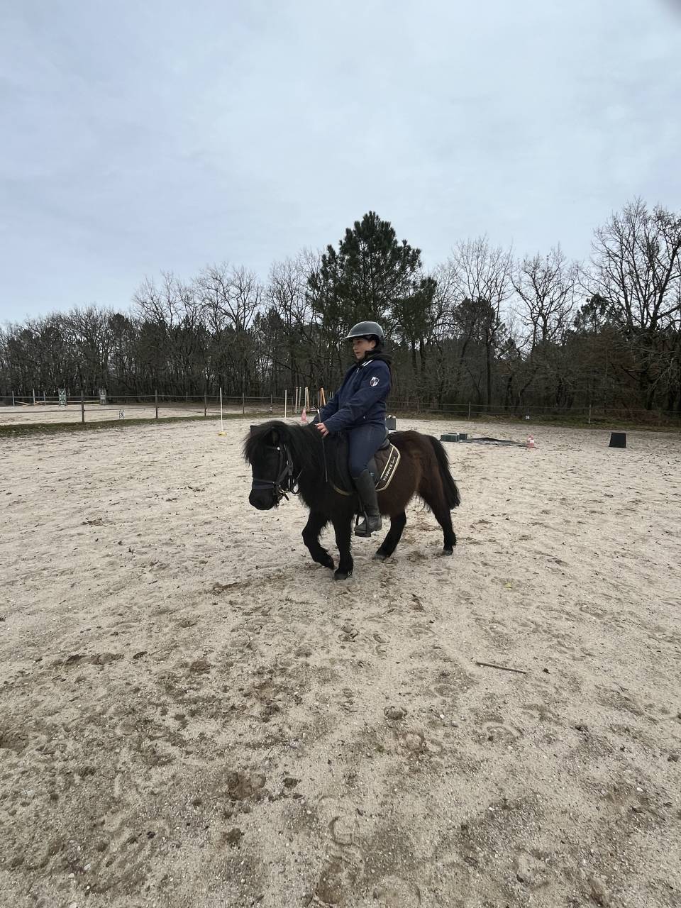 Filly Shetland Pony For sale 2023 Dark Bay