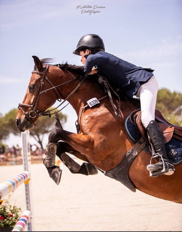 Gelding Origin Recorded For sale 2015 Bay