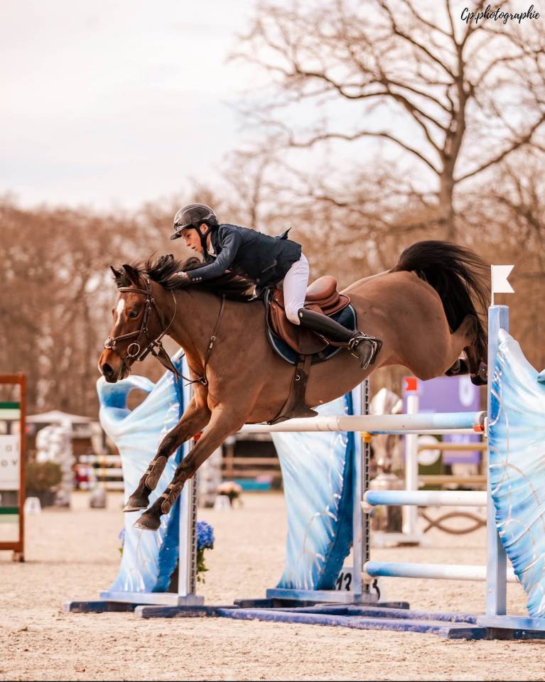 Gelding Origin Recorded For sale 2015 Bay