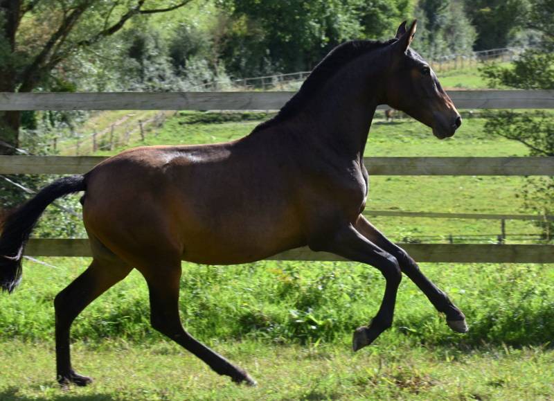 Filly PRE Pure Spanish Bred For sale 2024 Dark Bay