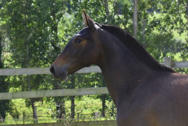 Filly PRE Pure Spanish Bred For sale 2024 Dark Bay