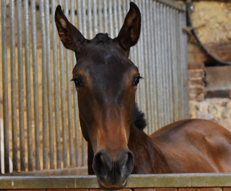 Filly PRE Pure Spanish Bred For sale 2024 Dark Bay